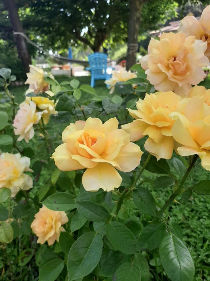 Hotel Parco Delle Rose อัคควัปเปซา ภายนอก รูปภาพ